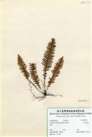 藏品(密毛蒿蕨)的圖片